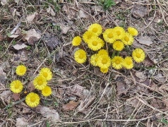 På cykel till Sundborn 15 april