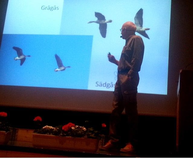 Rolf Nilsson beskriver våra vårfåglar. Här handlar det om gäss.