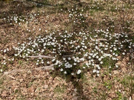 230504 Fågelskådning i Björkvik