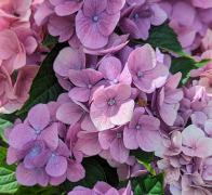 Septemberdragningen i 100-kronorslotteriet