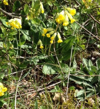 Öland maj 2019