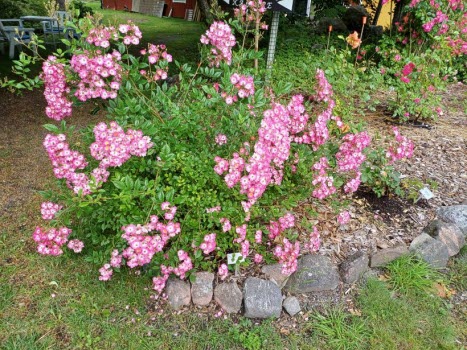 Kärlekens trädgård
