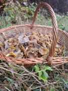 Svanpkurs