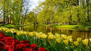 Resa till Holland med blomsterfestival