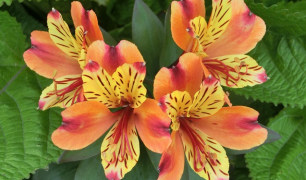 Nu kan du betala medlemsavgiften 2026 på "Mina sidor".