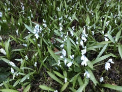 Aprilmöte den 9 april på Tallklinten kl 17.00