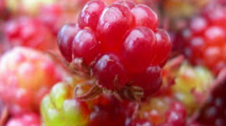 Vårens medlemsblad med progam