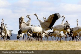 Möt våren vid Hornborgasjön