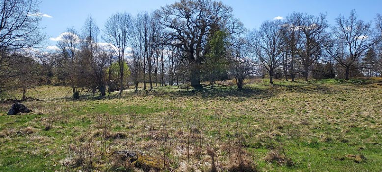 230504 Vandring till Kattnäset