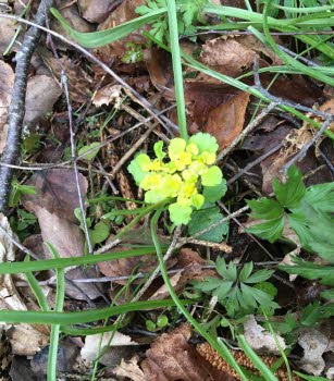 240419 Vandring i Lindudden naturreservat