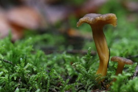 Veckobrev 40. Välkommen till våra aktiviteter!