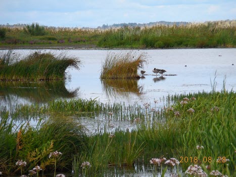 Ellen Keys Strand & Tåkern Naturum