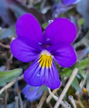 230504 Vandring till Kattnäset