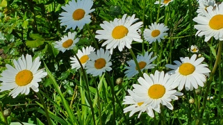Glad midsommar!