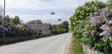 Onsdag den 6 maj är det Vårsoaré,  kör och musiker sjunger om Kärlek i syrenernas tid.