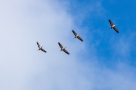 Bussresan Hornborgarsjön 31 mars