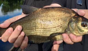 Fiskedag vid Lillån den 25 juni 2026