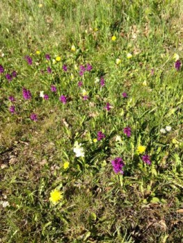 Öland maj 2019