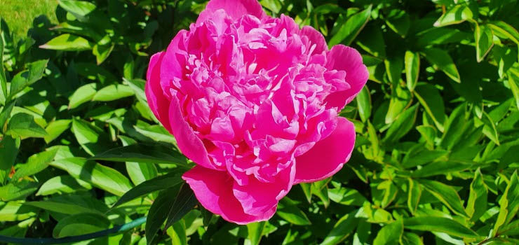 Pion, röd väldoftande försommarblomma