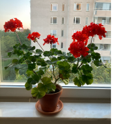 Hemtjänstindex 251128