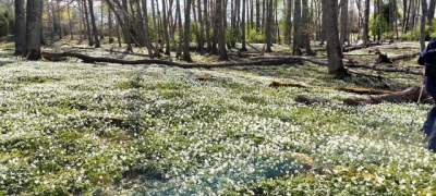 Naturvandring i Blänkhemshagen