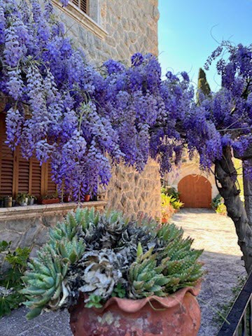 2026-04-15 Mallorca Bild11.jpg