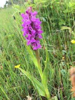 Vilda orkidéer – exkursion till Öland