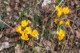 Vandring - nästa gång den 13 april i Skivarp