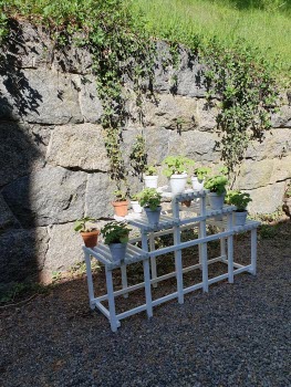 Vit blomsterhylla med pelargoner. Stenmur i bakgrunden.