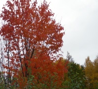 Avslutning på studiecirkeln "Mitt 70 tal" oktober 2025