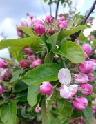 Kallelse till årsmöte - 2026!