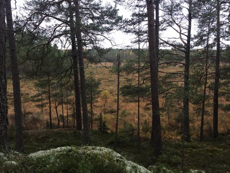 201023 Fjällmossens naturreservat