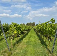 2025-09-10 Studiebesök Allerums Vingård Bild 3.jpg