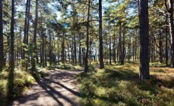Skogens roll för klimatet, 2026-05-29