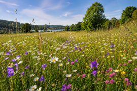 Träffpunkten sommarprogram