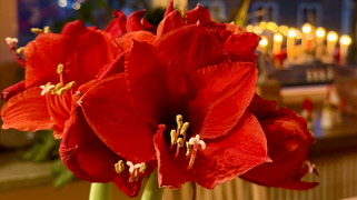 Medlemsbrev december 2025