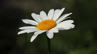 Sommarhälsning