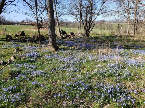 Vårpromenad 2021-04-19