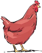 251126 Fullsatt med Elda med Höns