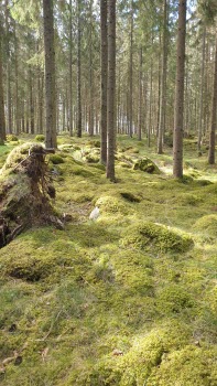 Tågresa med Gladan.