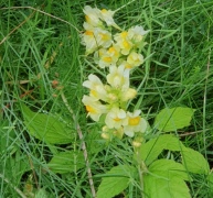 Programblad för våren 2026