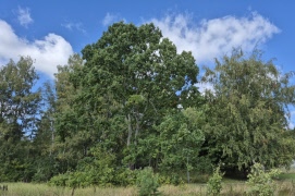Studieupptakten/månadsmötet den 8 sep. 2026 besöktes av 100 SPF:are