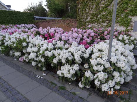 Rhododendron i full blom.