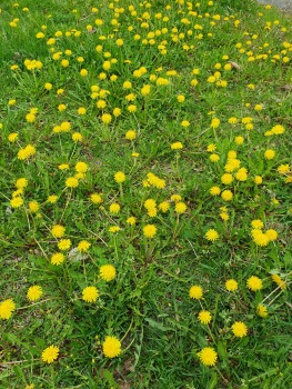 Maskrosor