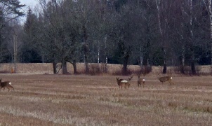 Var finns dessa djur att beskåda?