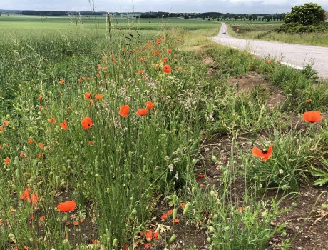 Vreta kloster sommarbilder