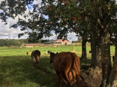 Studiebesök på Kolstorps lantbruk