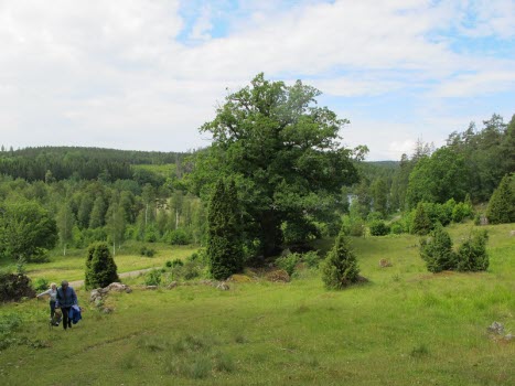 Naturbild