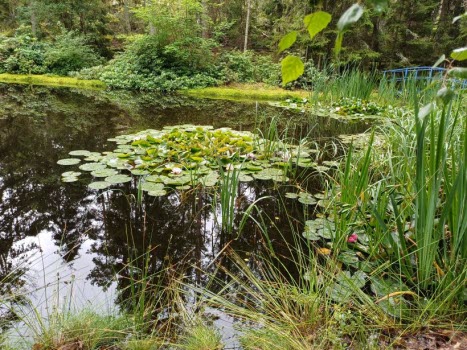 Kärlekens trädgård