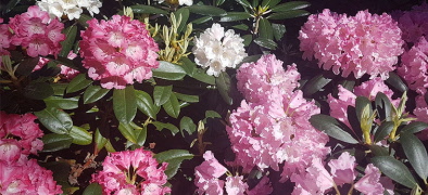 SPF i Sankt Olof bjuder in till Vårfest i Tomelilla Parken